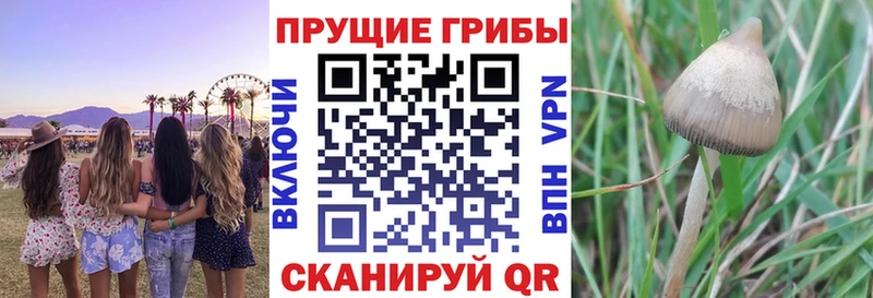 закладки  сайты даркнета какой сайт  ссылка на мегу ССЫЛКА  Галлюциногенные грибы Cubensis  Терек 